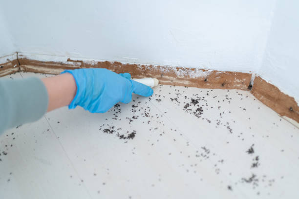 Best Flea Control Services  in Fairwood, MD